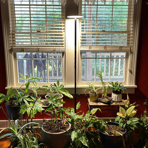 The Key to Impressive Indoor Plant Growth: Chiphy’s Full-Spectrum Grow Lights